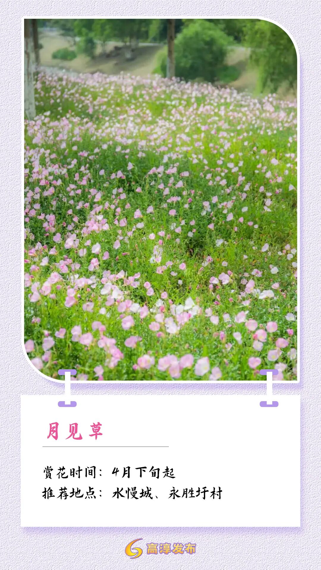14月见草.jpg
