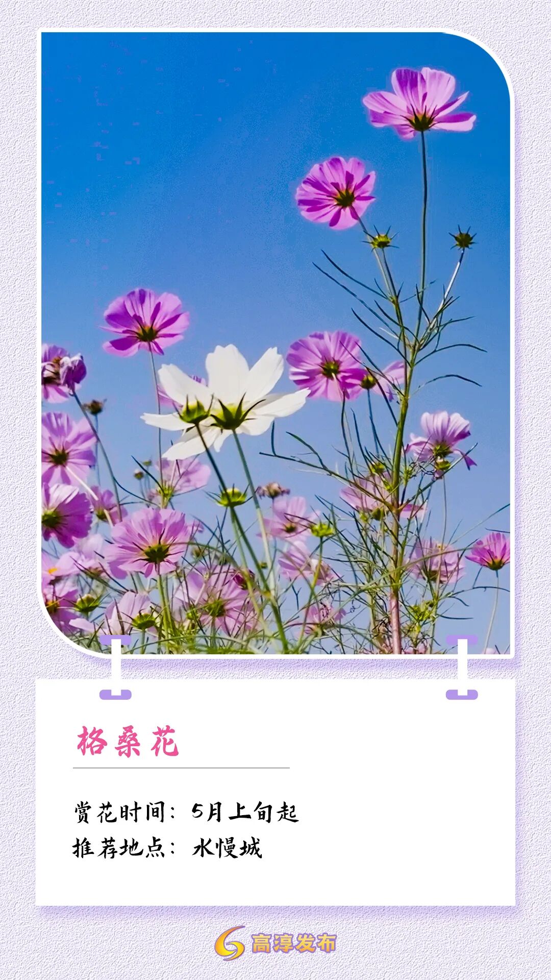 16格桑花.jpg